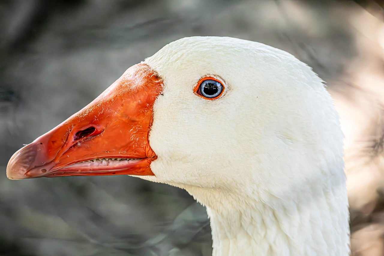 Em prol dos animais ONG Trevo de Quatro Folhas realiza corrida para castração animal